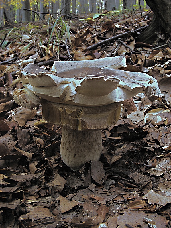 hríb smrekový Boletus edulis Bull.