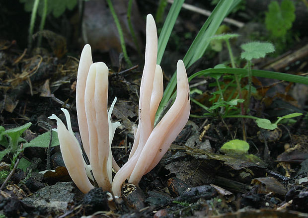 kyjačik Clavaria tenuipes Berk. & Broome