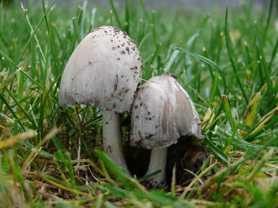 hnojník obyčajný Coprinus comatus (O.F. Müll.) Pers.