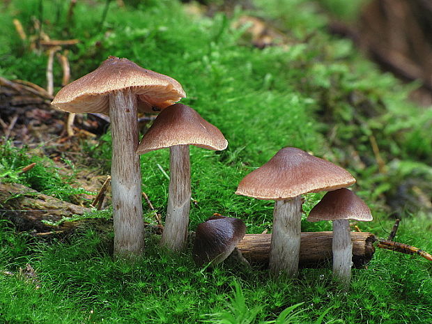 pavučinovec Cortinarius sp.