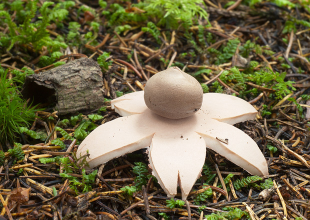 hviezdovka červenkastá Geastrum rufescens Pers.