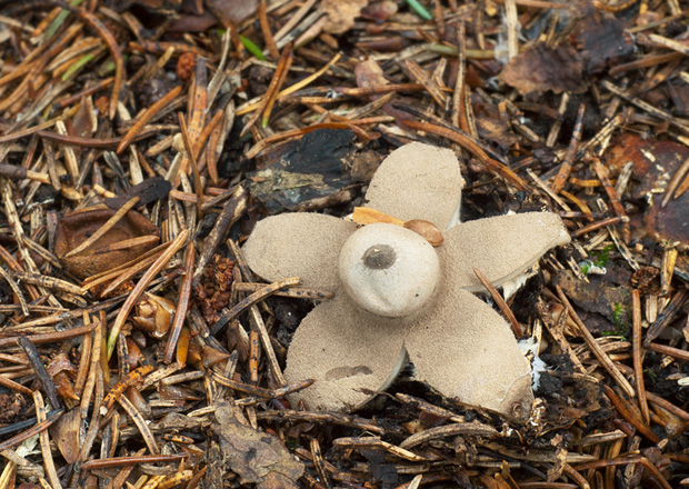 hviezdovka Geastrum sp.