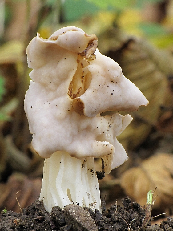 chriapač kučeravý Helvella crispa (Scop.) Fr.