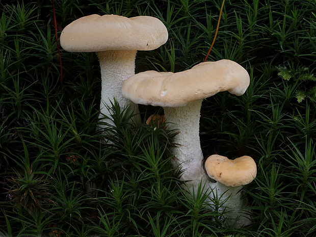 jelenka poprehýbaná Hydnum repandum L.