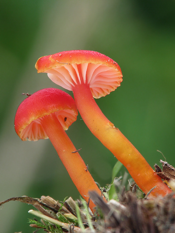 lúčnica Hygrocybe sp.