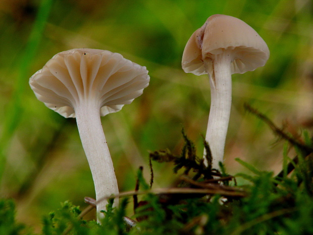 lúčnica snehobiela bledookrová Hygrocybe virginea var. ochraceopallida (P.D. Orton) Boertm.