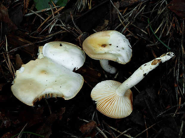 šťavnačka slonovinová Hygrophorus eburneus (Bull.) Fr.