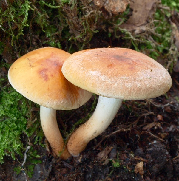 strapcovka tehlovočervená Hypholoma lateritium (Schaeff.) P. Kumm.