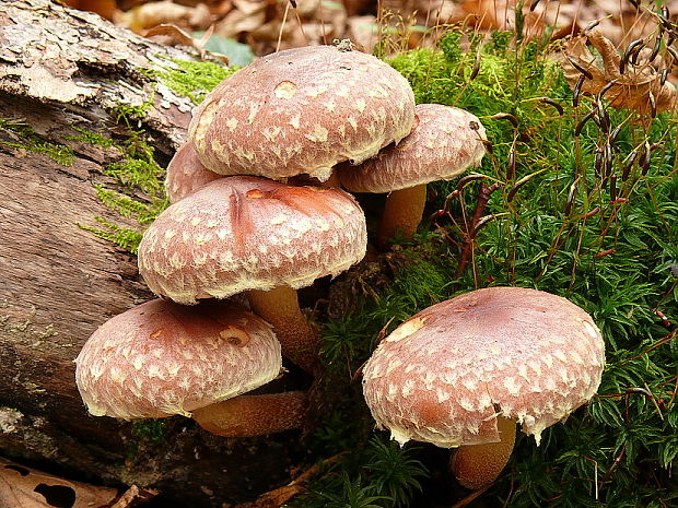 strapcovka tehlovočervená Hypholoma lateritium (Schaeff.) P. Kumm.