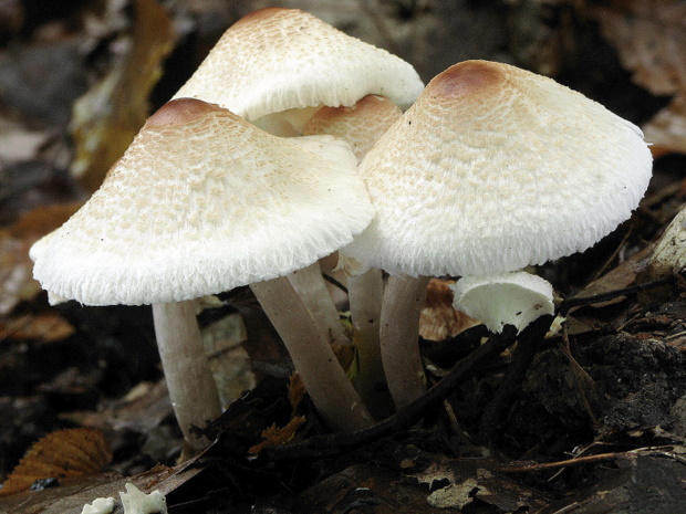 bedlička páchnúca Lepiota cristata Barla