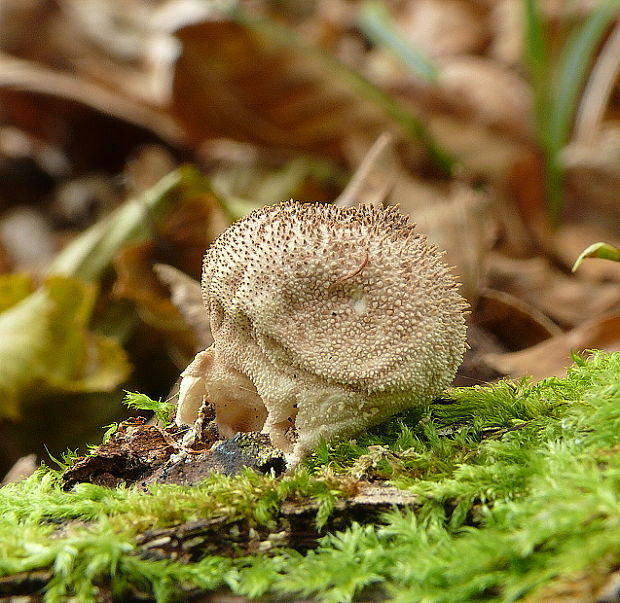 prášnica bradavičnatá  Lycoperdon perlatum Pers.