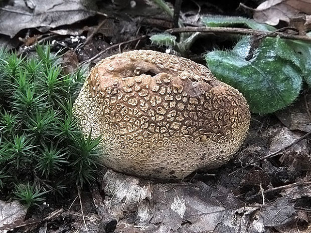 rozpadavec dlabaný Lycoperdon utriforme Bull.