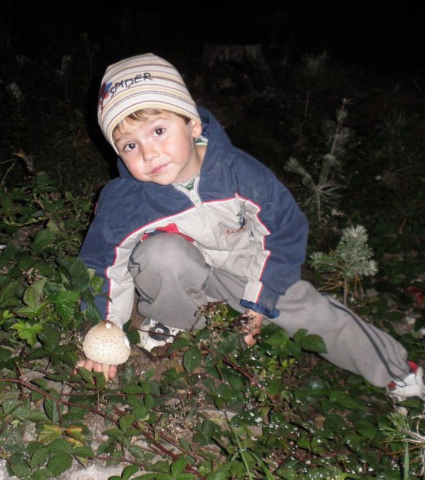 bedľa vysoká Macrolepiota procera (Scop.) Singer