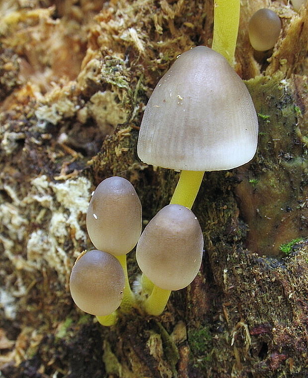 prilbička slizká želatínová Mycena epipterygia var. viscosa (Secr. ex Maire) Ricken