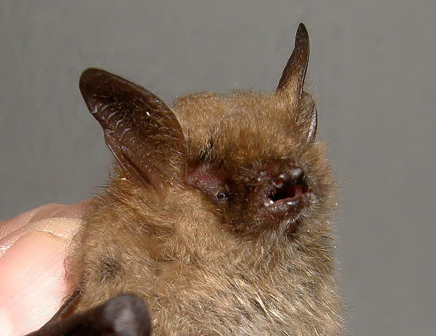 netopýr brvitý Myotis emarginatus