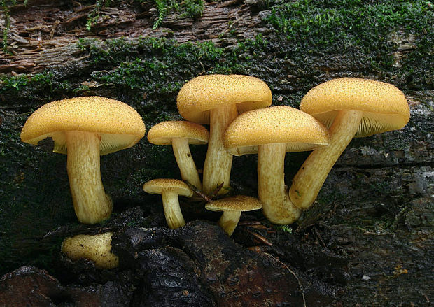 čírovec ozdobný Tricholomopsis decora (Fr.) Singer