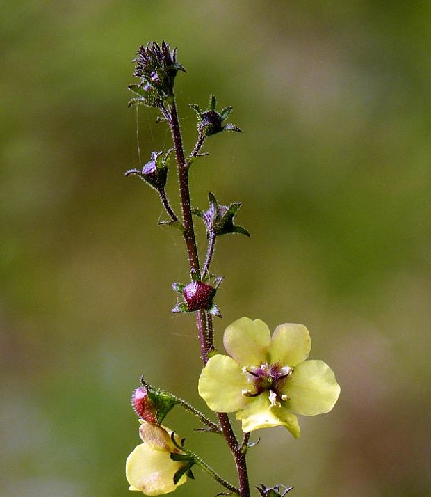 divozel švábový Verbascum blattaria L.