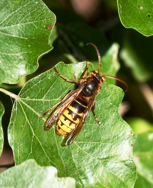 sršeň obyčajný Vespa crabro