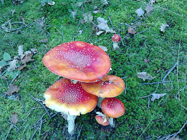 muchotrávka červená Amanita muscaria (L.) Lam.