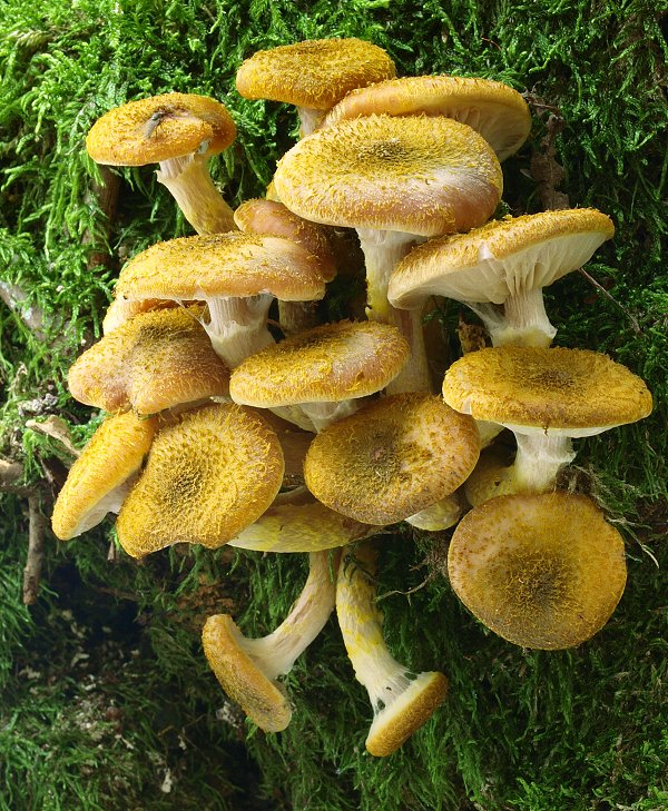 podpňovka žltá Armillaria gallica Marxm. & Romagn.