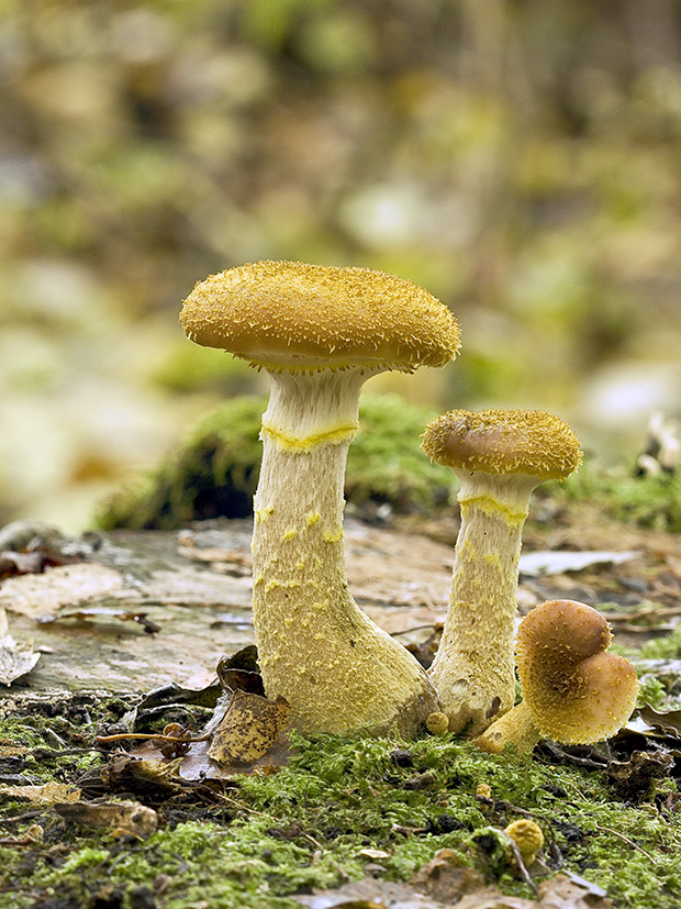 podpňovka žltá Armillaria gallica Marxm. & Romagn.