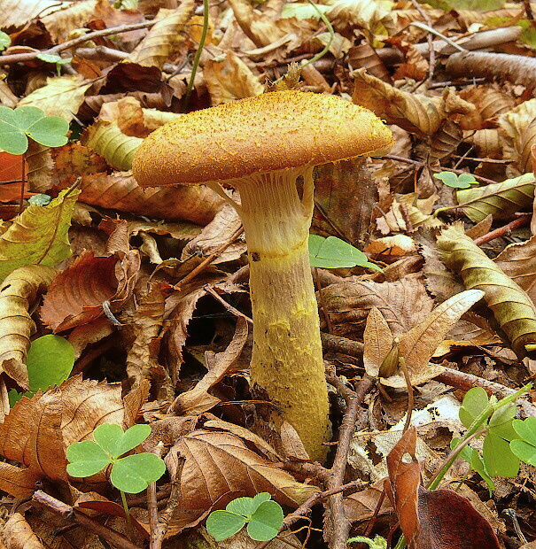 podpňovka žltá Armillaria gallica Marxm. & Romagn.