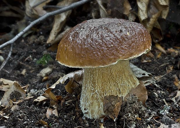 hríb smrekový Boletus edulis Bull.