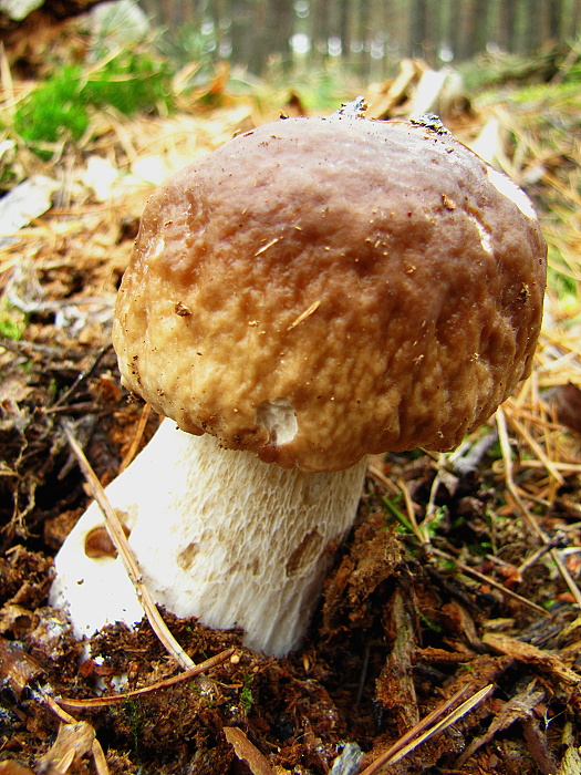 hríb smrekový Boletus edulis Bull.