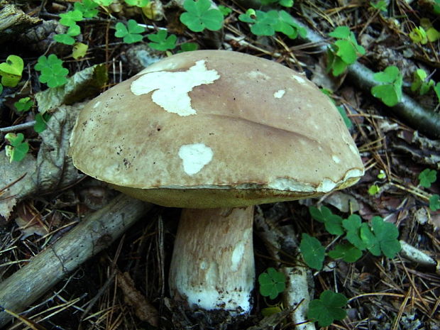 hríb smrekový Boletus edulis Bull.