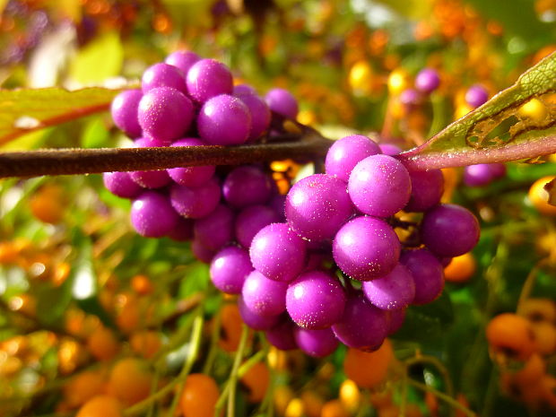 krásnoplodka Callicarpa Profusion