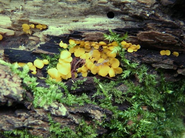 okrasník žltý Calycina citrina (Hedw.) Gray