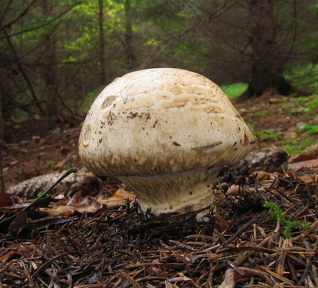 náramkovka cisárska Catathelasma imperiale (P. Karst.) Singer