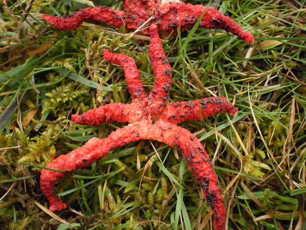 mrežovka kvetovitá Clathrus archeri (Berk.) Dring