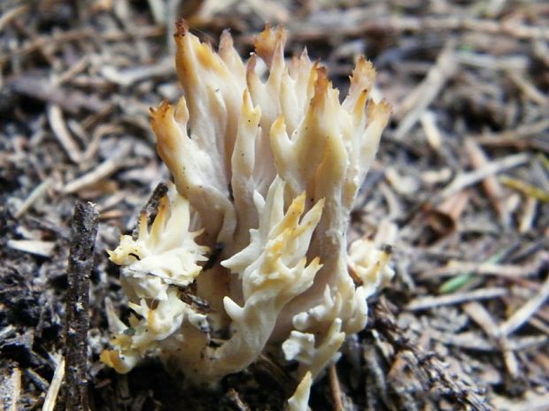 konárovka hrebenitá Clavulina coralloides (L.) J. Schröt.