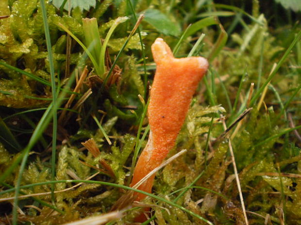 žezlovka hmyzová Cordyceps militaris (Fr.) Link