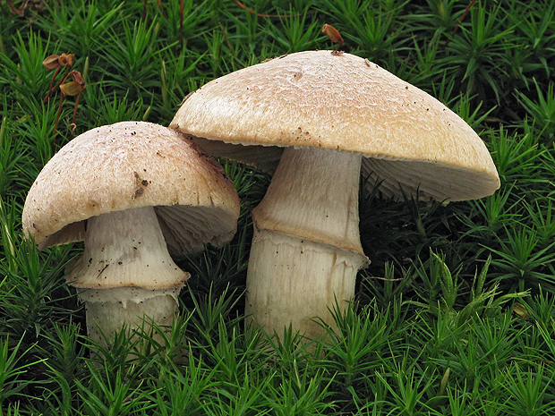 pavučinovec inovaťový Cortinarius caperatus (Pers.) Fr.