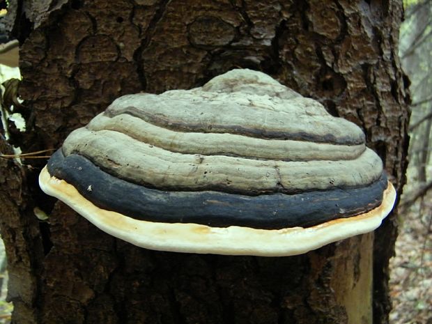 práchnovček pásikavý Fomitopsis pinicola (Sw.) P. Karst.