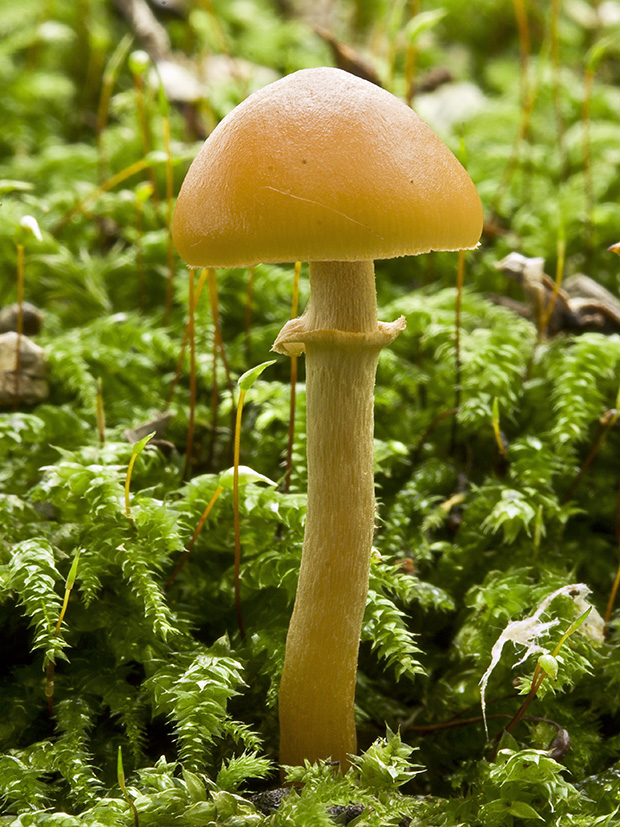 kapucňovka Galerina sp.