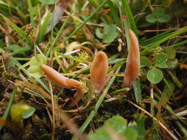 jazýček šupinkatý Geoglossum fallax E.J. Durand