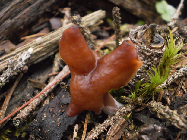 ušiak mitrovitý Gyromitra infula (Schaeff.) Quél.