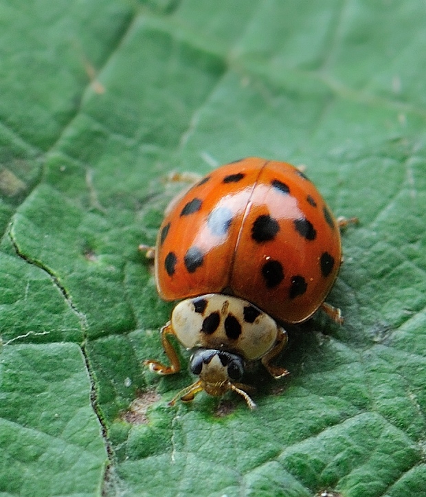 lienka Harmonia axyridis