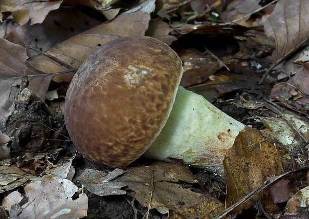 hríb jamkatý Hemileccinum depilatum (Redeuilh) Šutara