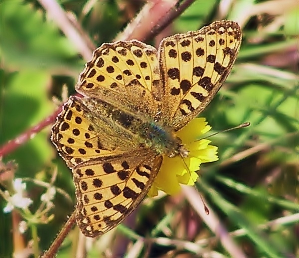 perlovec malý Issonia lathonia