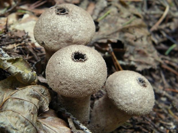 prášnica bradavičnatá Lycoperdon perlatum Pers.