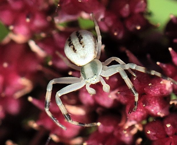 kvetárik dvojtvarý Misumena vatia