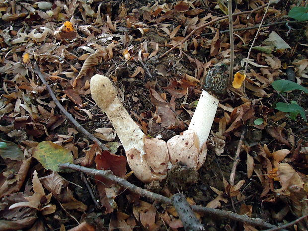 hadovka smradľavá Phallus impudicus L.