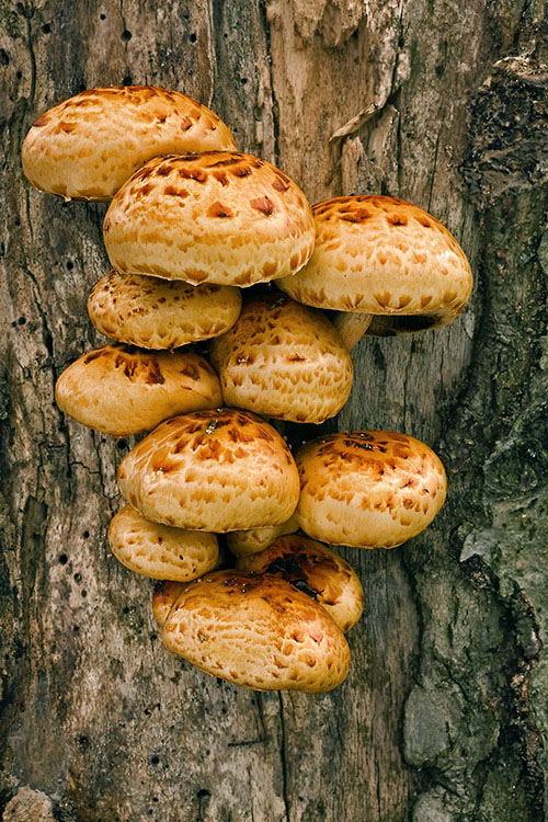 šupinovka Pholiota sp.