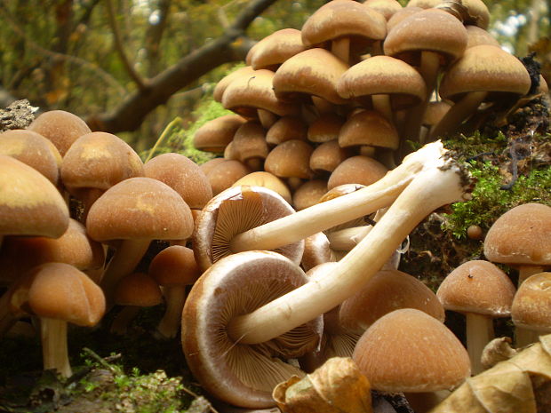 drobuľka vodomilná Psathyrella piluliformis (Bull.) P.D. Orton