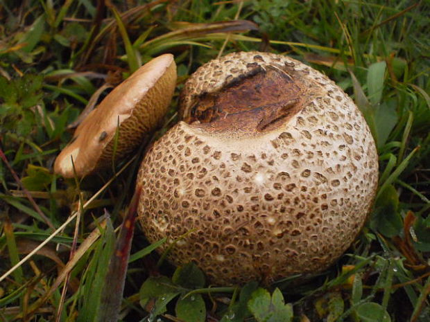 suchohríb cudzopasný Pseudoboletus parasiticus (Bull.) Šutara