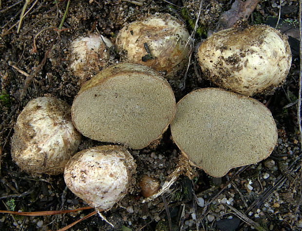 koreňovec červený Rhizopogon roseolus (Corda) Th. Fr.